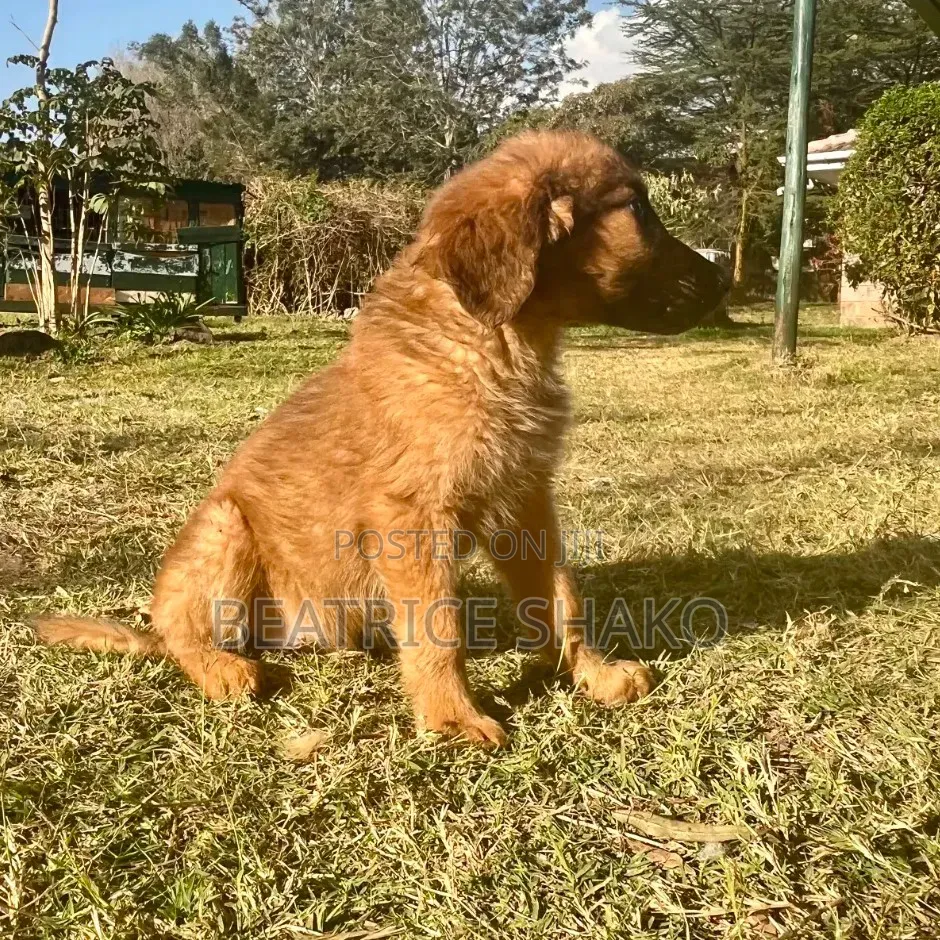 1-3 months Male Mixed Breed German Shepherd