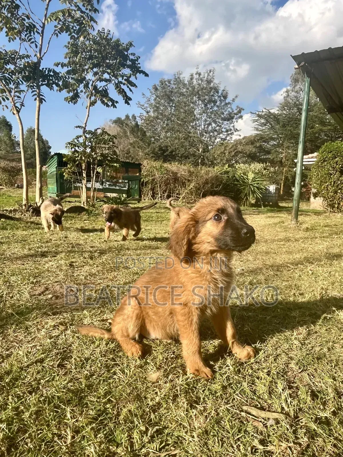 1-3 months Male Mixed Breed German Shepherd