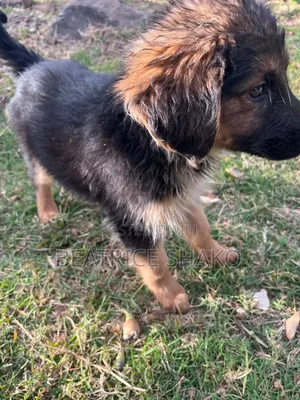 1-3 months Female Mixed Breed German Shepherd