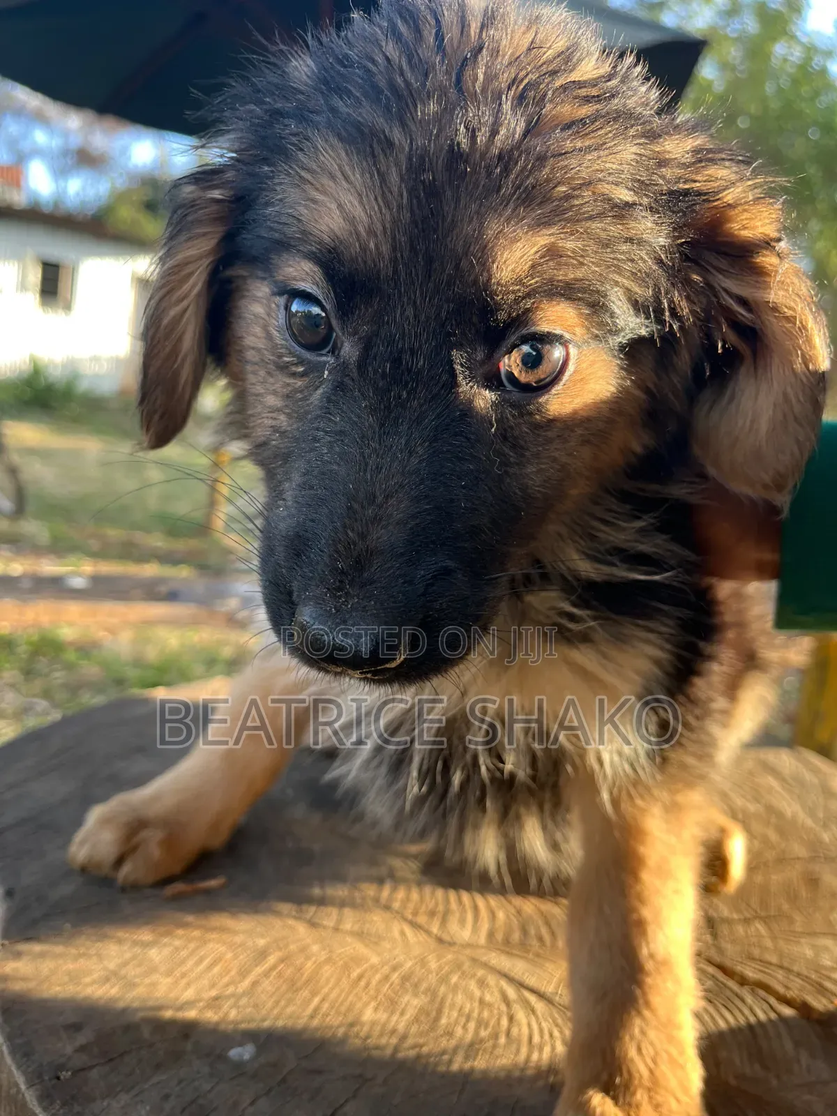 1-3 months Female Mixed Breed German Shepherd