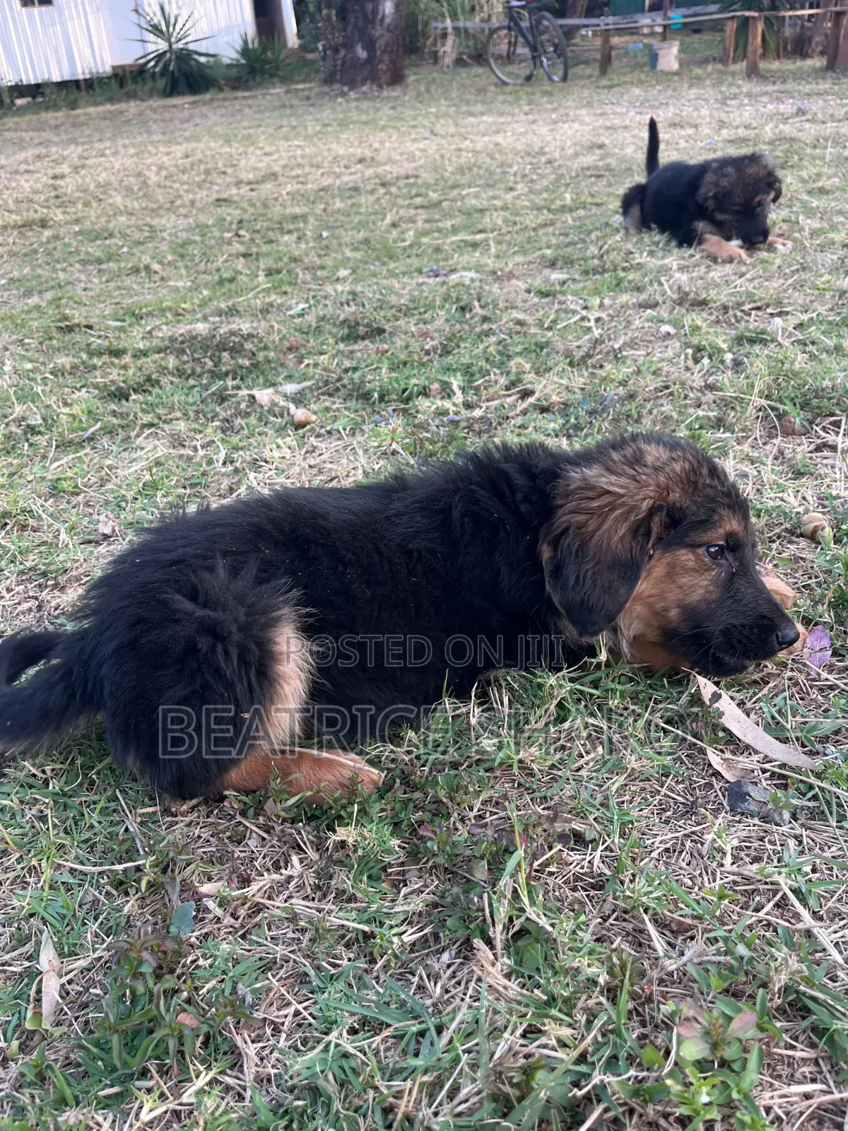 1-3 months Female Mixed Breed German Shepherd