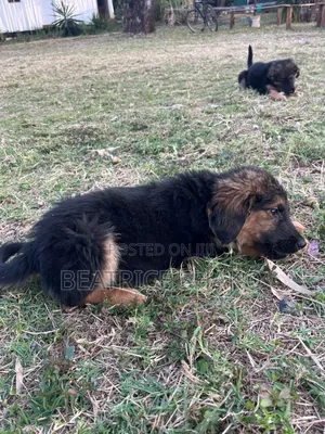 1-3 months Female Mixed Breed German Shepherd