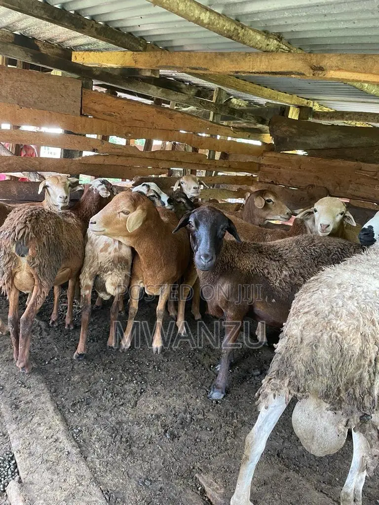 Kienyeji Sheep