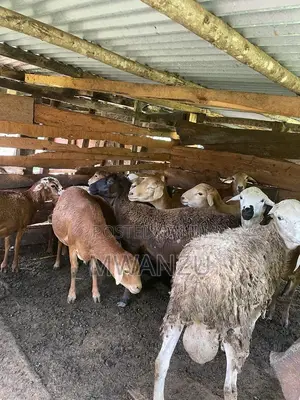 Kienyeji Sheep