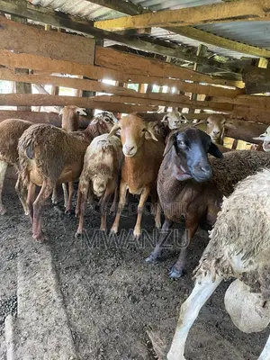 Kienyeji Sheep
