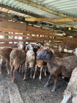 Kienyeji Sheep