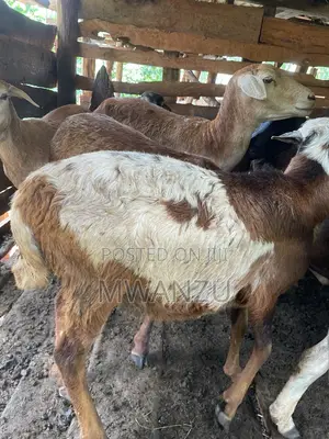 Kienyeji Sheep
