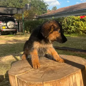 1-3 months Female Mixed Breed German Shepherd