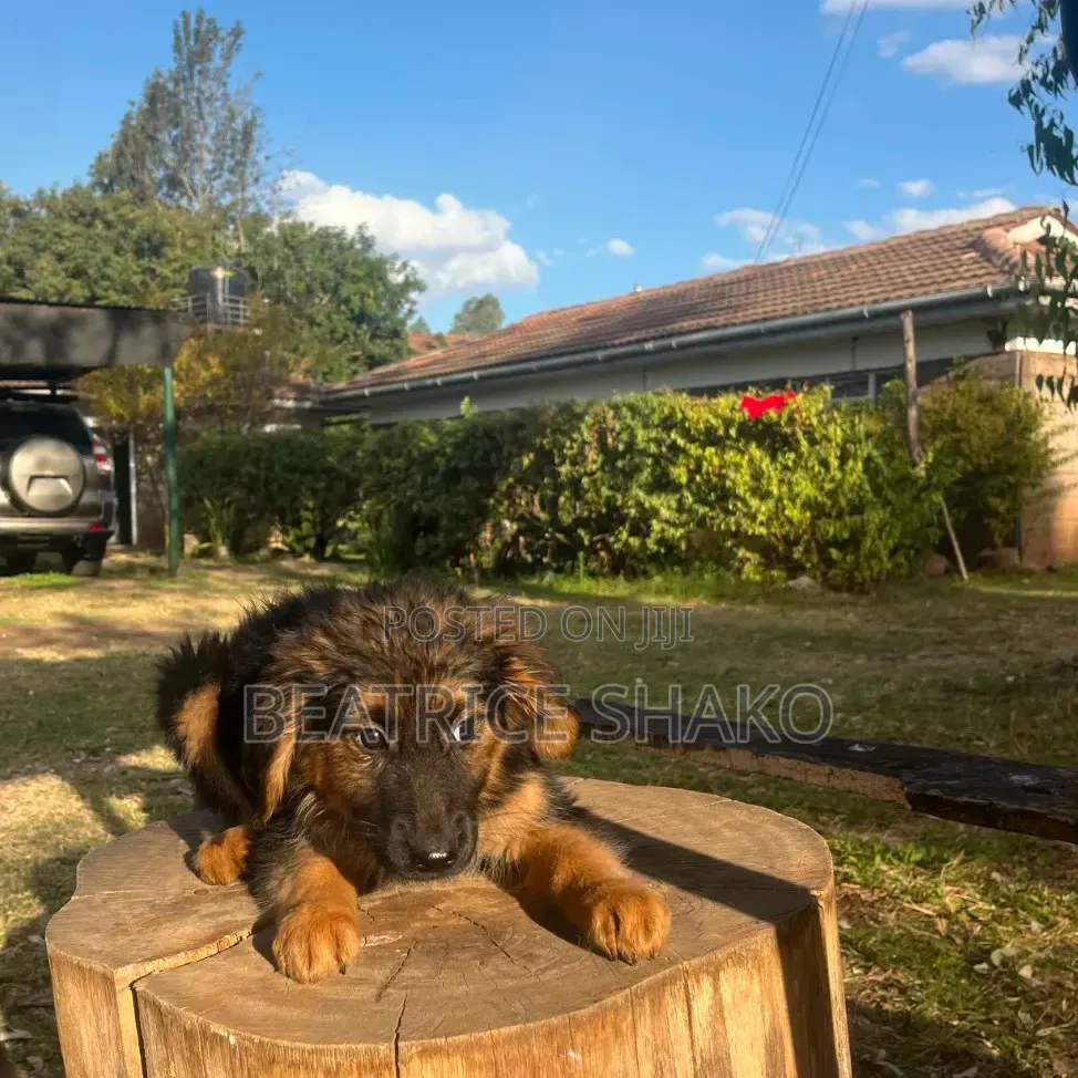 1-3 months Female Mixed Breed German Shepherd