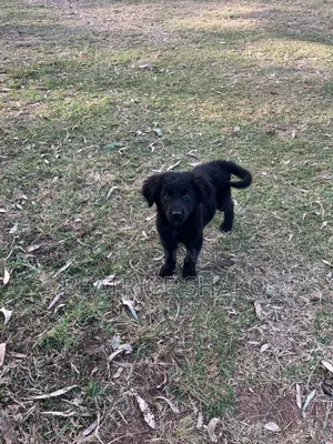 1-3 months Male Mixed Breed German Shepherd