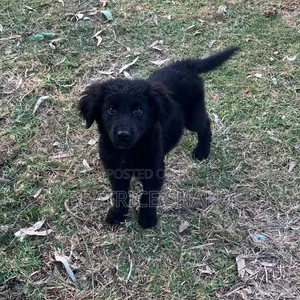 1-3 months Male Mixed Breed German Shepherd