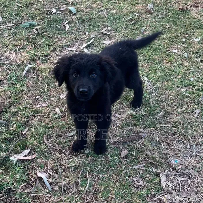 1-3 months Male Mixed Breed German Shepherd
