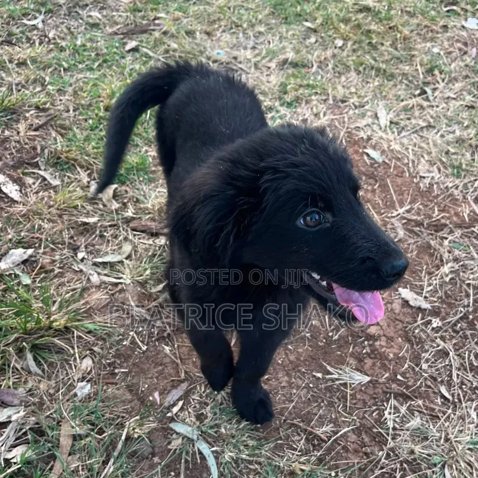 1-3 months Male Mixed Breed German Shepherd