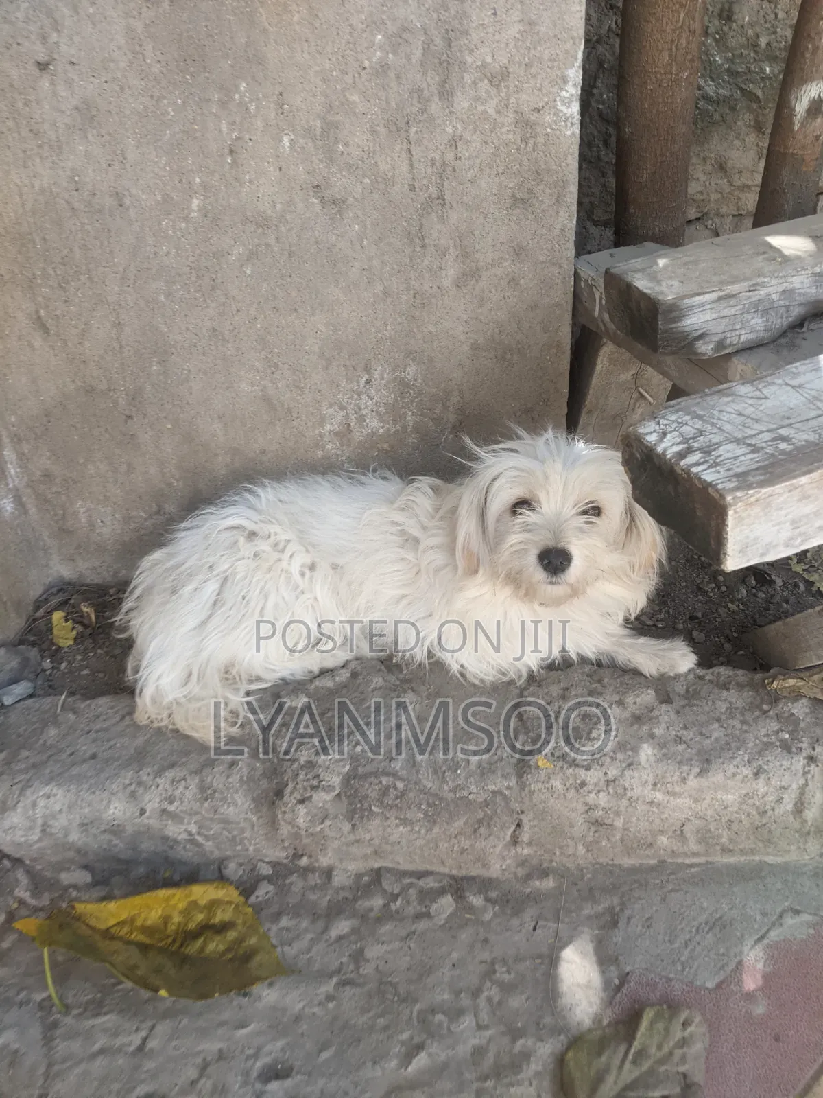 1+ year Female Purebred Maltese