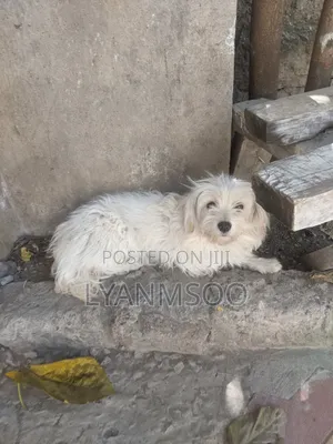 1+ year Female Purebred Maltese