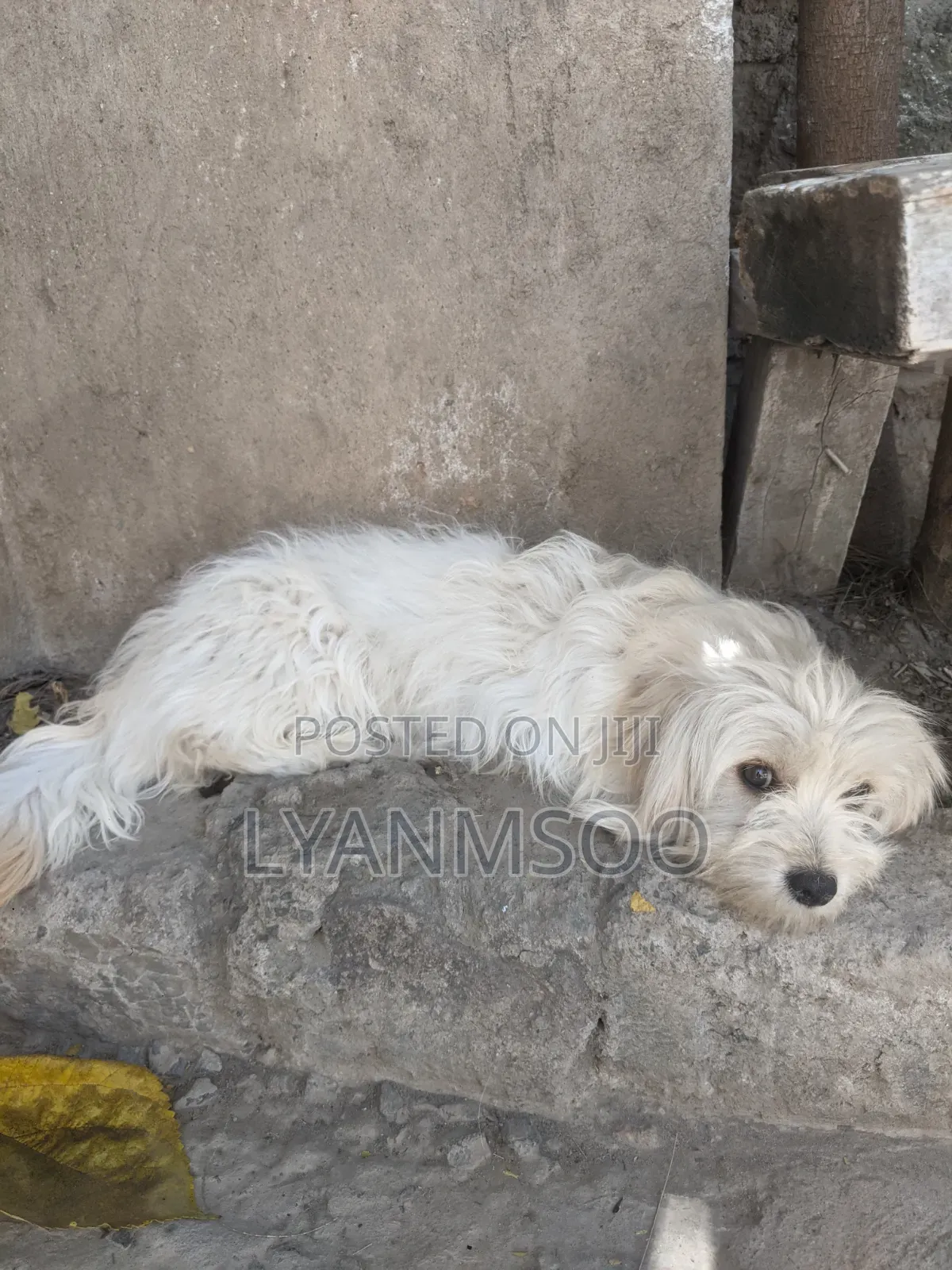 1+ year Female Purebred Maltese