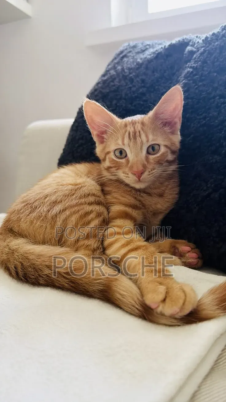 3-6 months Male Mixed Breed Bengal