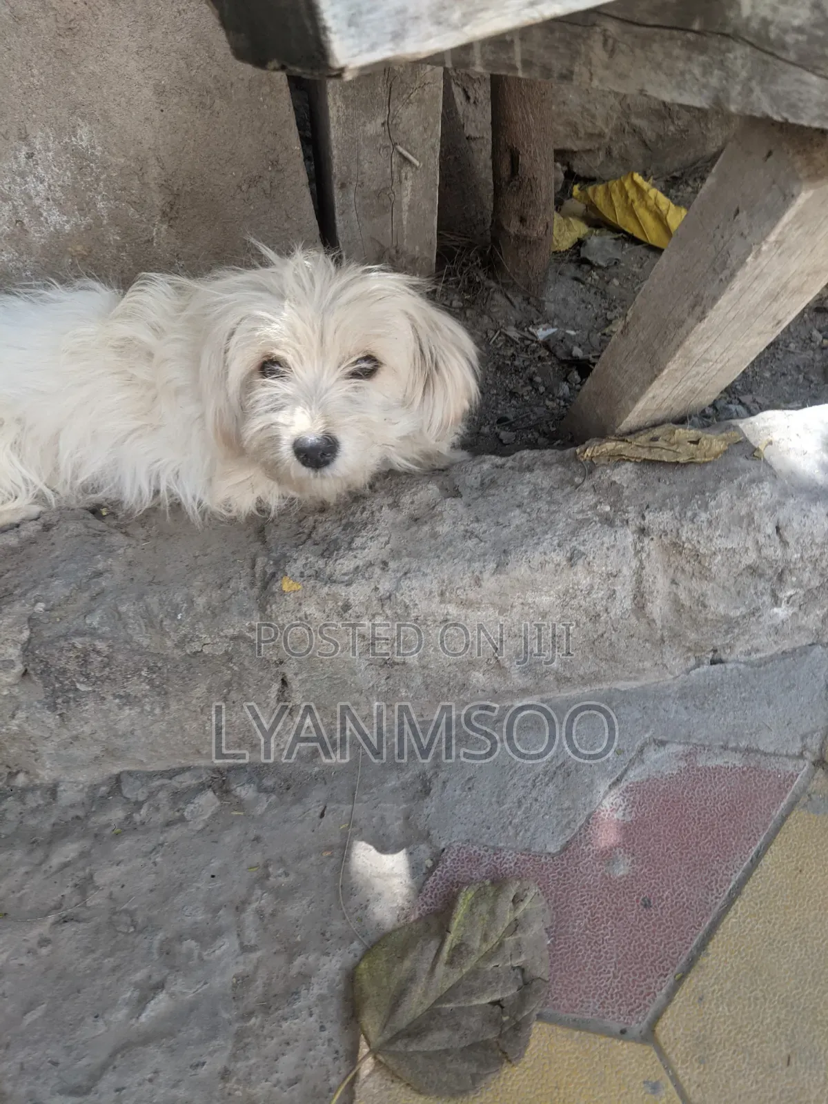 1+ year Female Purebred Maltese