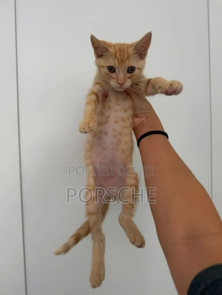 3-6 months Male Mixed Breed Bengal