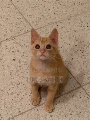 3-6 months Male Mixed Breed Bengal