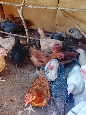 Improved Kienyeji Kroiler Jogoo's Available