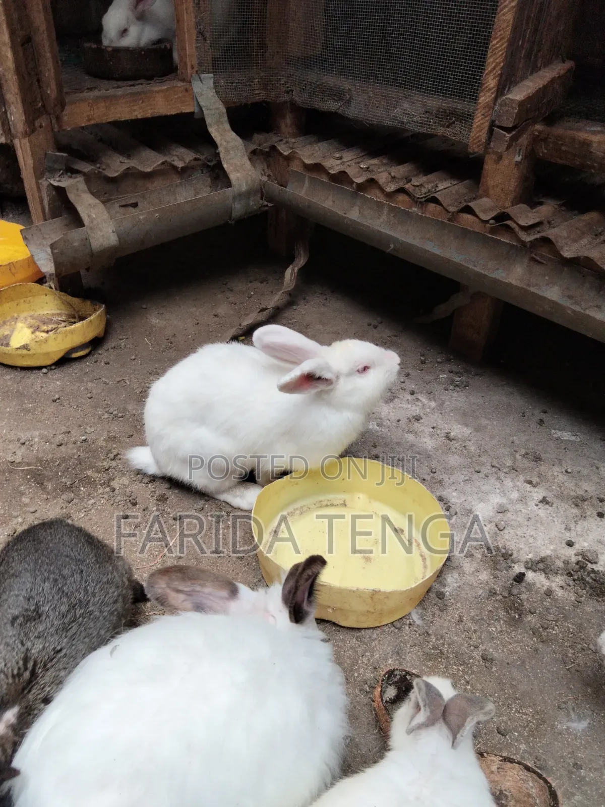 Pure Breed Farm Rabbits