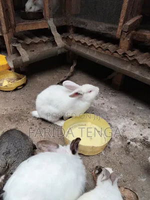 Pure Breed Farm Rabbits