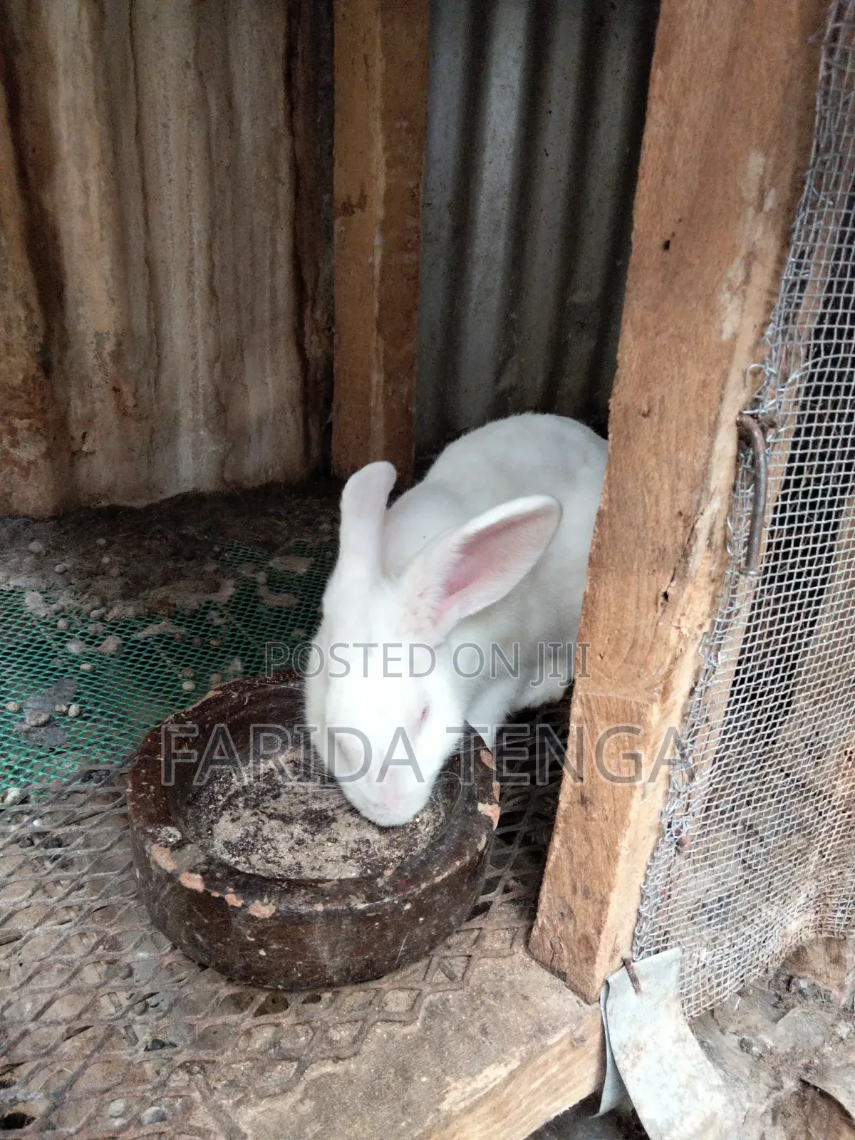 Pure Breed Farm Rabbits