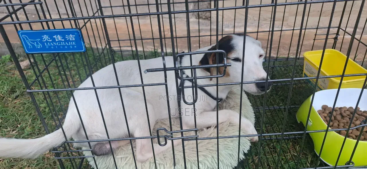 1+ year Male Purebred Jack Russell Terrier