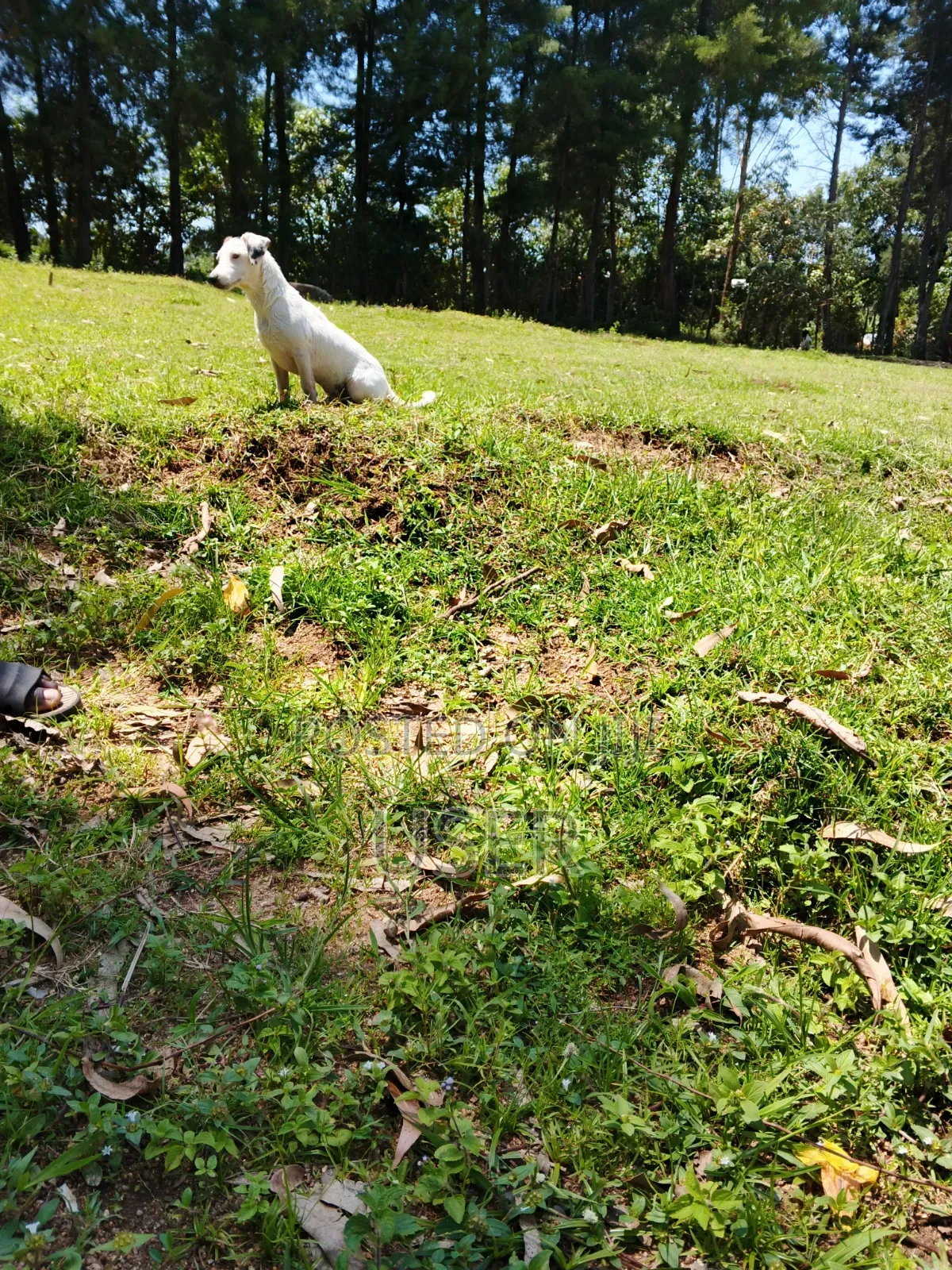 1+ year Male Purebred Jack Russell Terrier