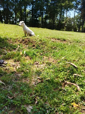 1+ year Male Purebred Jack Russell Terrier