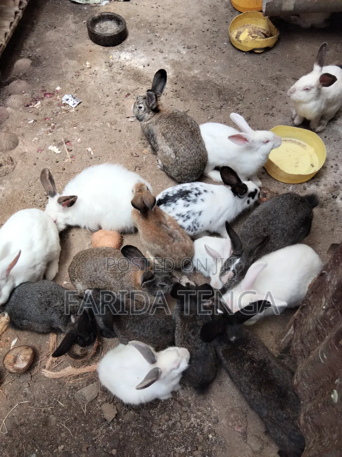 Pure Breed Farm Rabbits