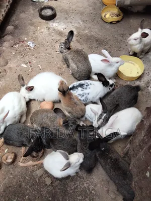 Pure Breed Farm Rabbits