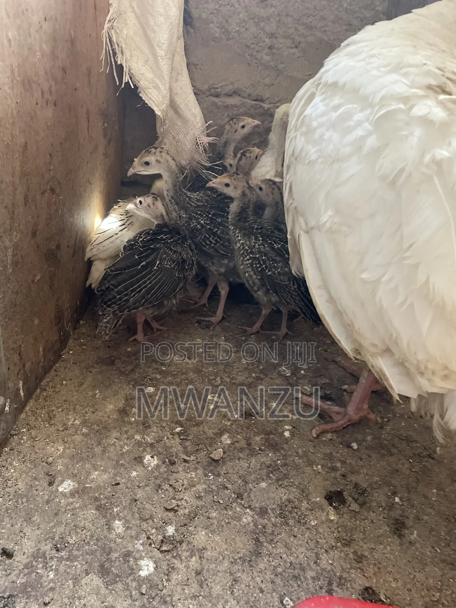 Tom, Hen, Jake, Jenny, Poult Turkeys