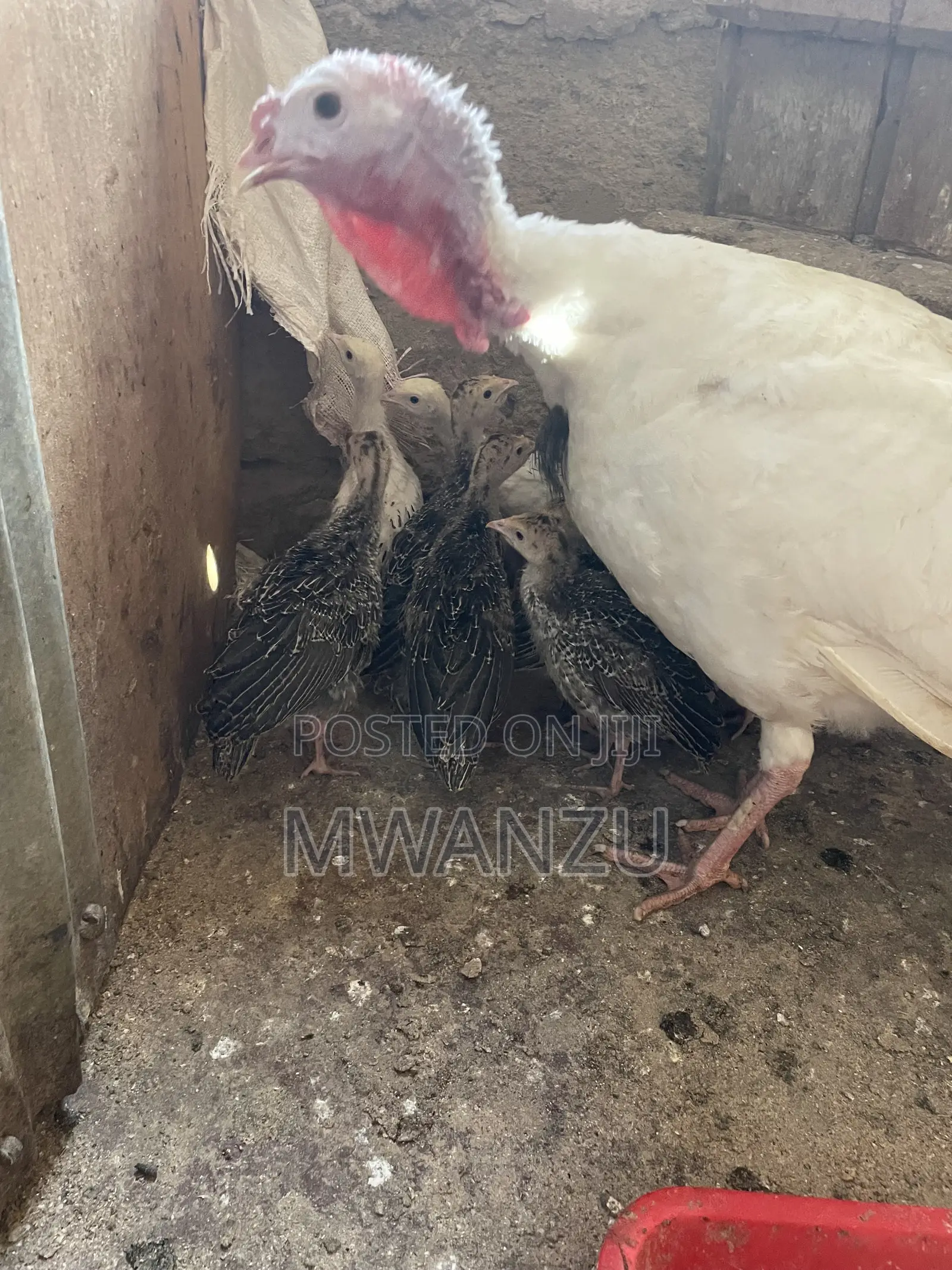Tom, Hen, Jake, Jenny, Poult Turkeys
