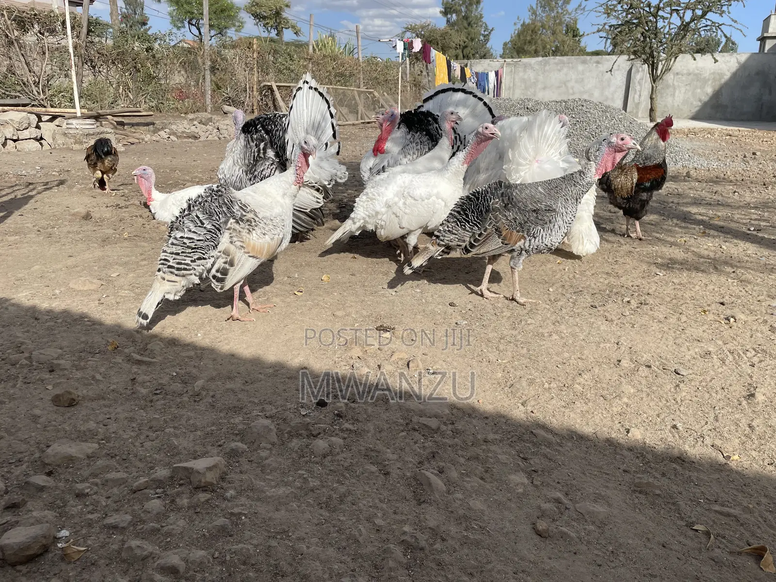 Tom, Hen, Jake, Jenny, Poult Turkeys