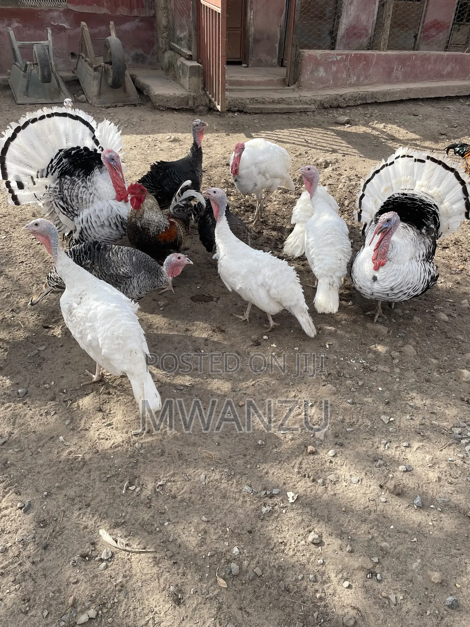 Tom, Hen, Jake, Jenny, Poult Turkeys