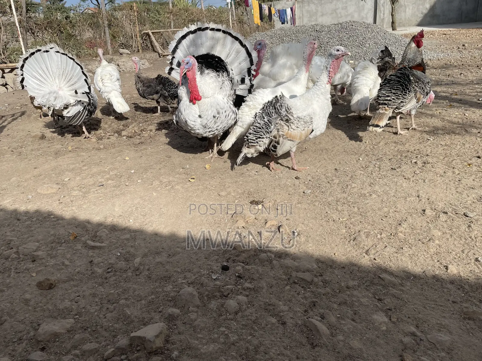 Tom, Hen, Jake, Jenny, Poult Turkeys