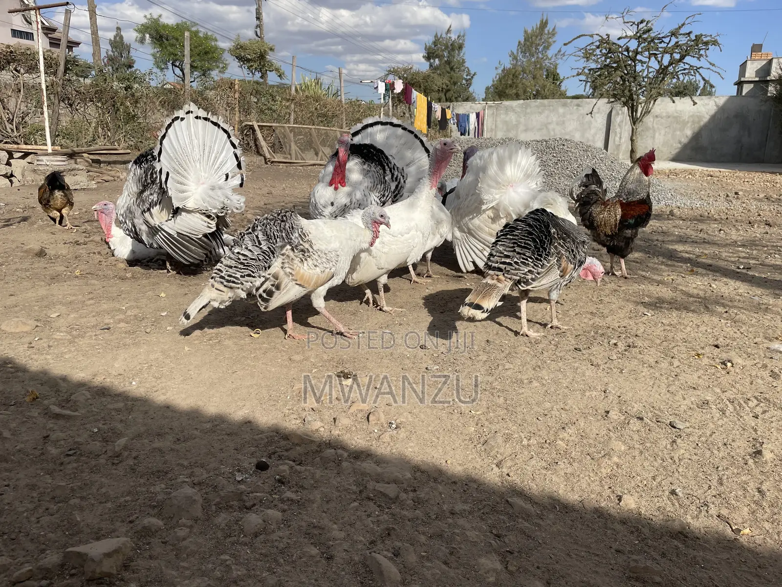 Tom, Hen, Jake, Jenny, Poult Turkeys