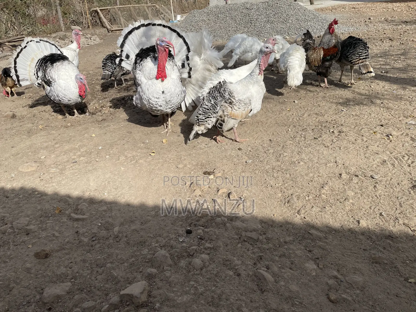 Tom, Hen, Jake, Jenny, Poult Turkeys