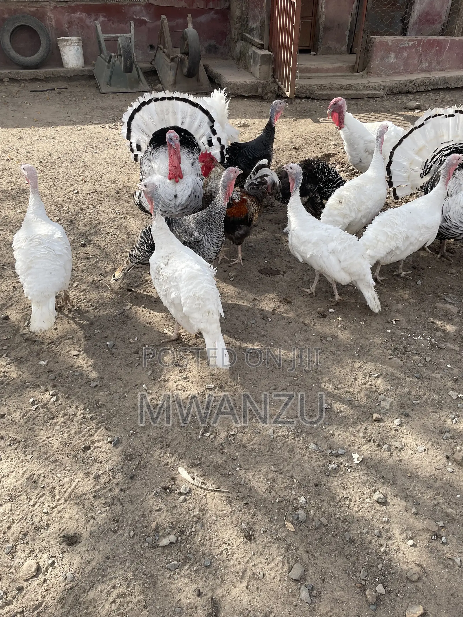 Tom, Hen, Jake, Jenny, Poult Turkeys