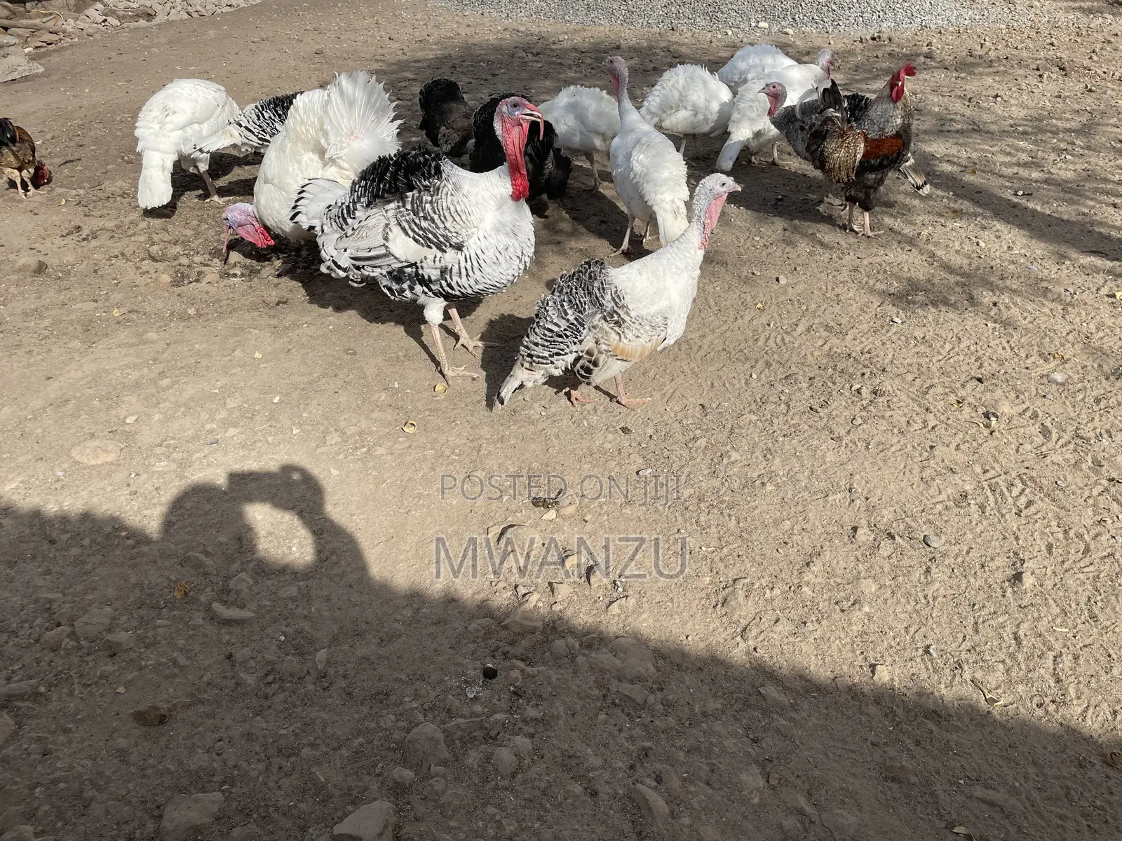 Tom, Hen, Jake, Jenny, Poult Turkeys