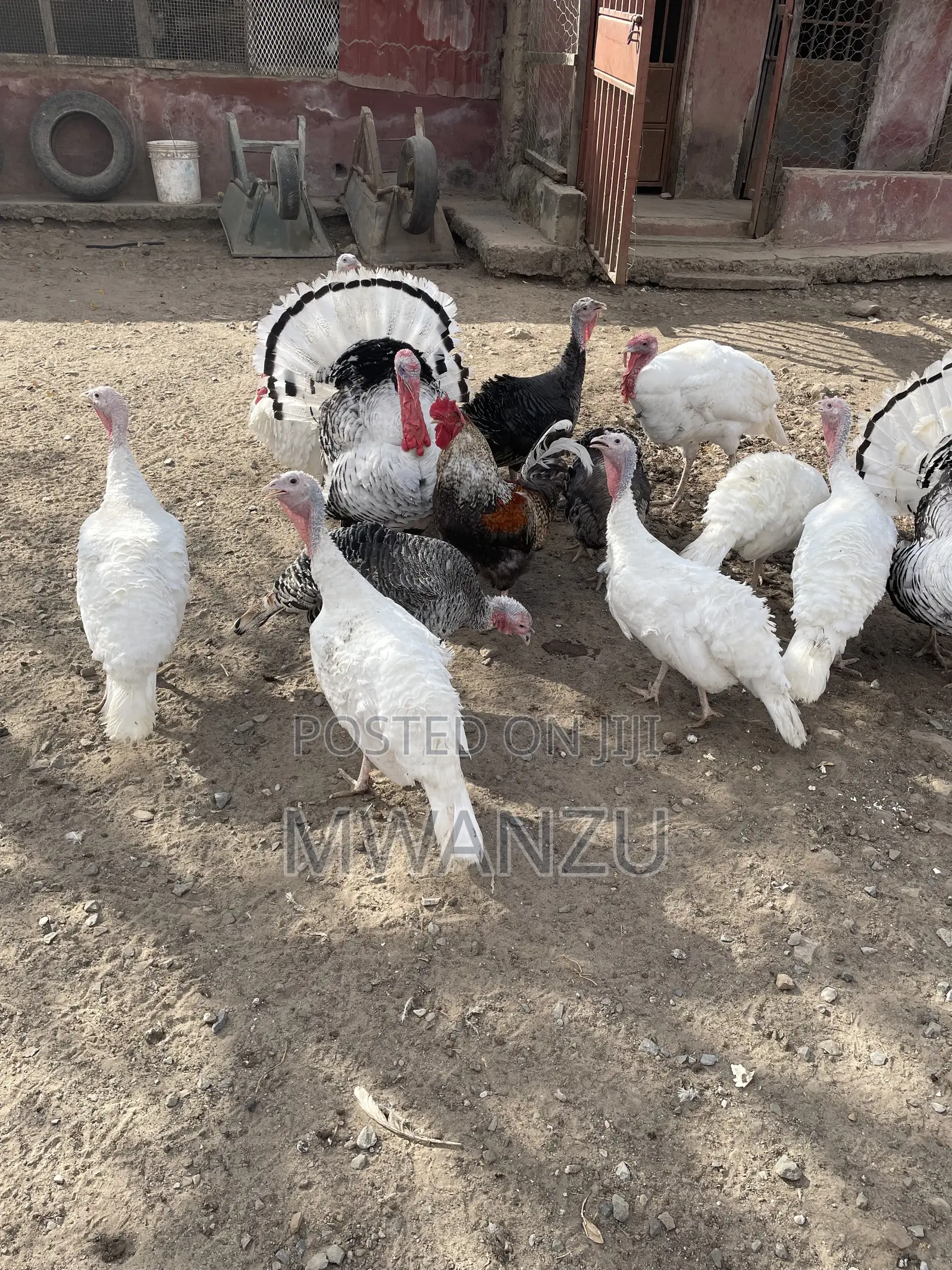 Tom, Hen, Jake, Jenny, Poult Turkeys