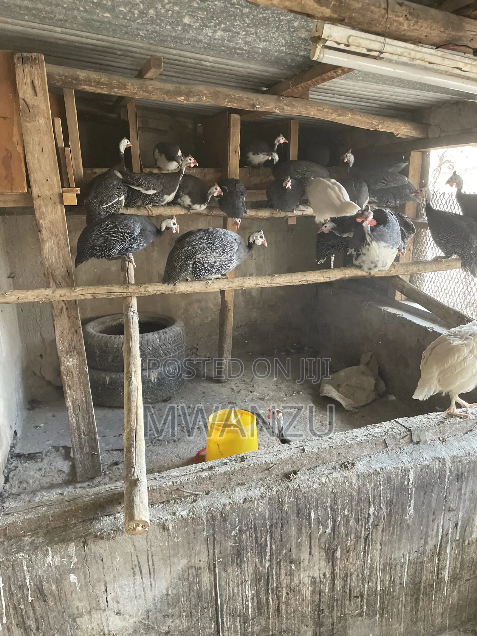 Guinea Fowls