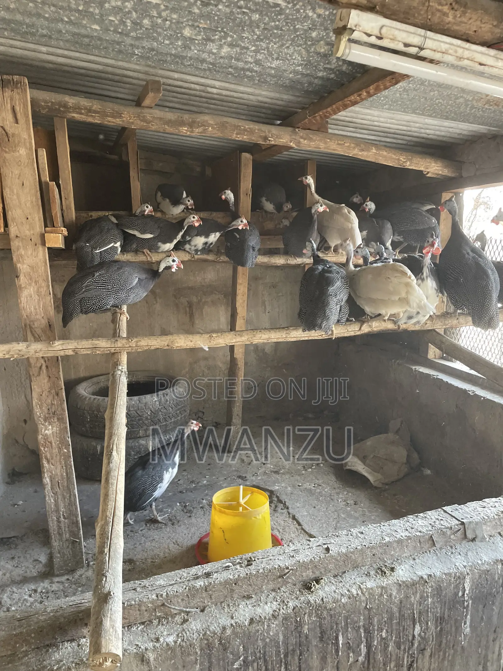 Guinea Fowls