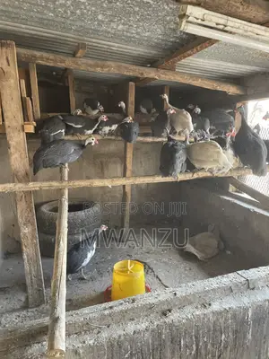 Guinea Fowls