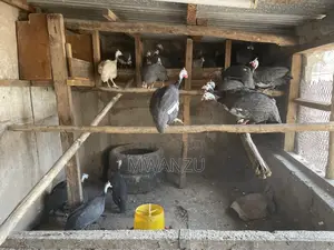 Guinea Fowls