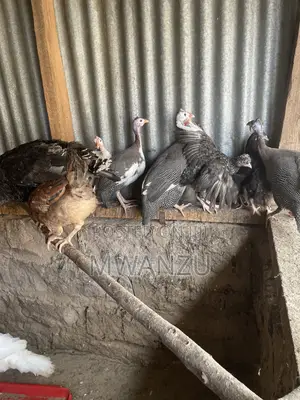Guinea Fowls