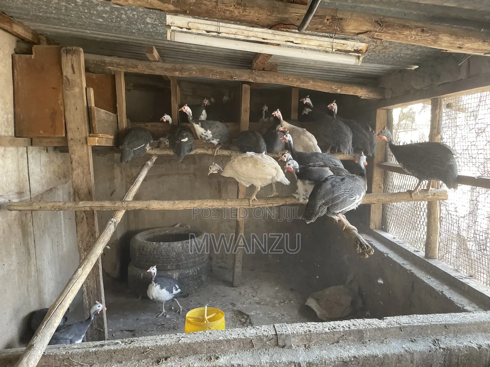 Guinea Fowls