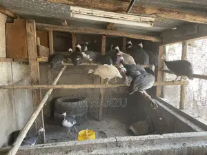 Guinea Fowls